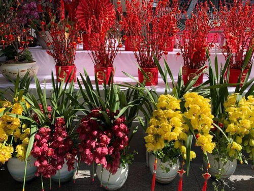 深圳春节设近3200个购花档,开办时间不晚于2月4日